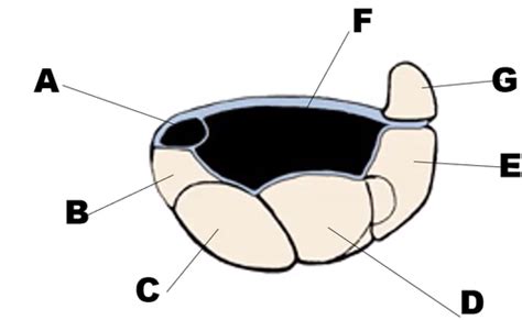 Special Features Hand Wrist Extensors And Joints Of UE Flashcards