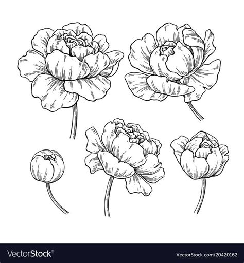 Peony botanical drawing. Vector hand drawn engraved flower set. Blooming Peonies sketch. Black ...