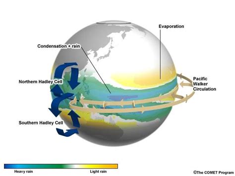 3: Schematic illustration of the Hadley (meridional) and Walker (zonal ...