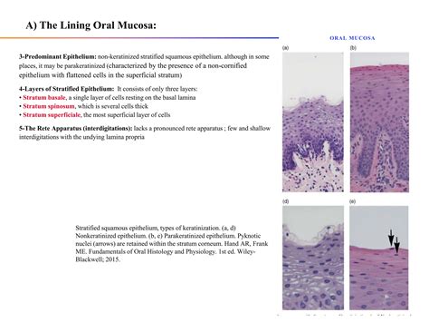 Histology Of The Oral Cavity Maha Hammady Pptx