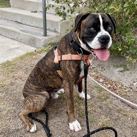 Atlas Boxer Rescue La Atlas Boxer Rescue La