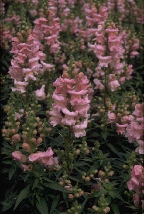 L Wenm Ulchen Antirrhinum Majus Coronette Pink Yarinde