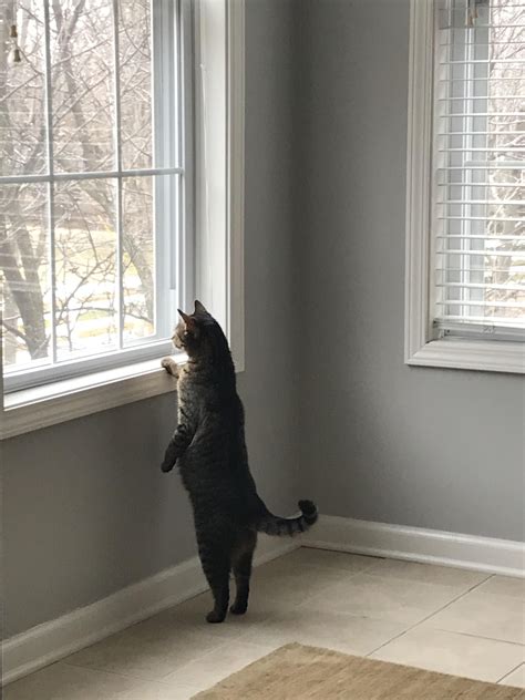 A Cat Standing On Its Hind Legs In Front Of A Window Looking Out The Window