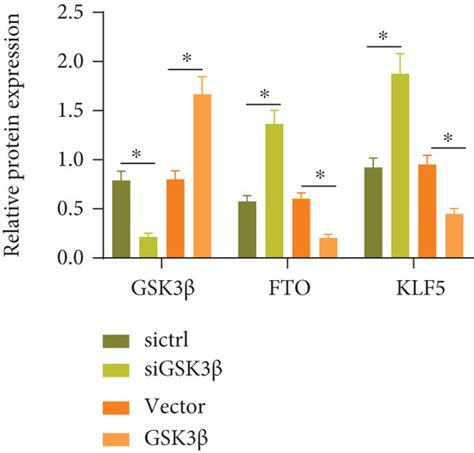 Gsk Phosphorylates Fto And Klf To Promote Their Ubiquitination