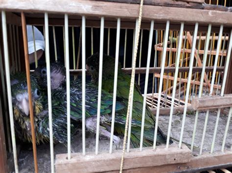 Quase 200 aves silvestres são apreendidas e cinco pessoas são presas em