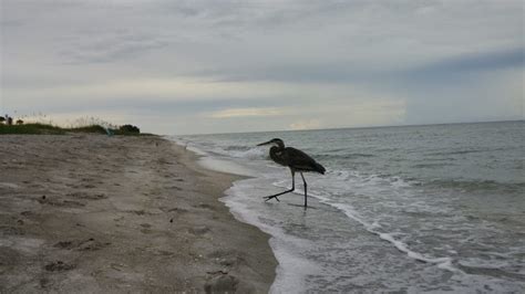 Vacation Condo 402, Turtle Crawl Inn, Longboat Key Florida