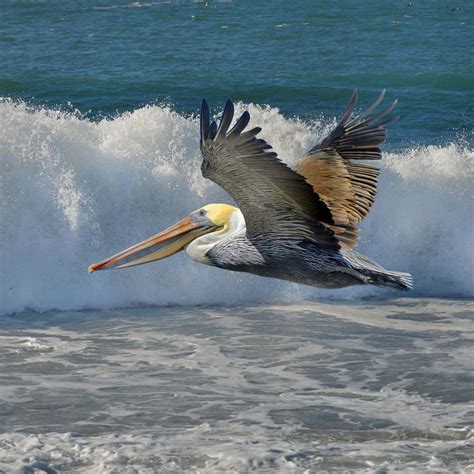 Brown Pelican River Otter Ecology Project