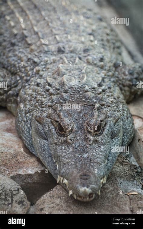 Philippine Crocodile Crocodylus Mindorensis At The Pittsburgh Zoo