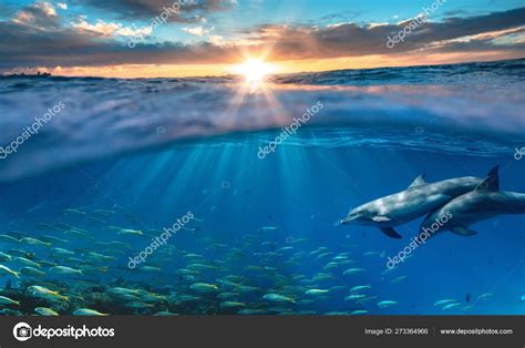 Beautiful Tropical Sea Underwater Background Traveling Dolphins Blue