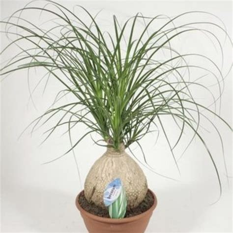 Нолина ( Nolina Beaucarnea Bol )