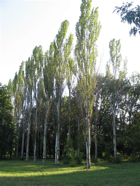 Картинки тополя - 40 фото