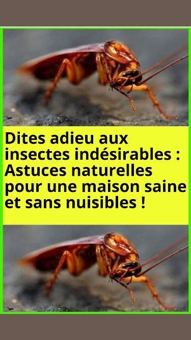 Dites adieu aux insectes indésirables Astuces naturelles pour une