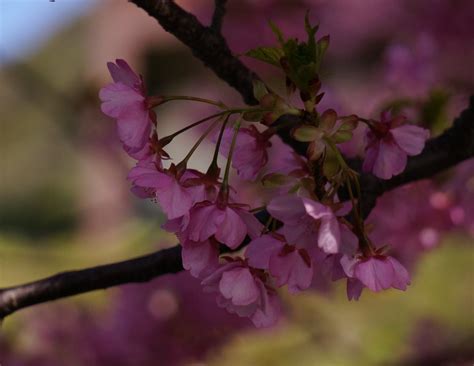 一足早く春を感じて（早咲きの桜、河津桜） のんこのブログ