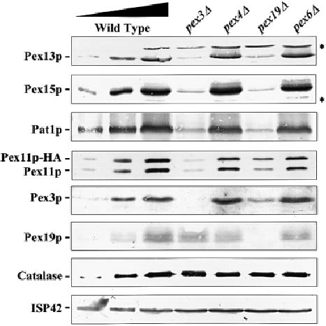 Newly synthesized Pex11p-HA is rapidly degraded in pex3 ∆ cells ... 