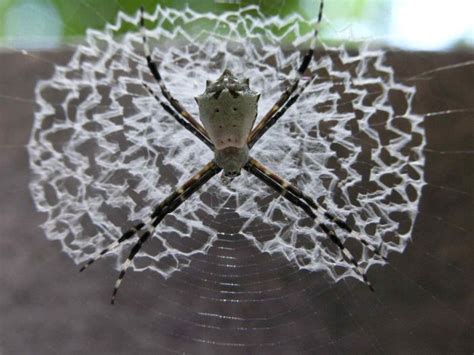 Beautiful Spider Webs (16 pics)