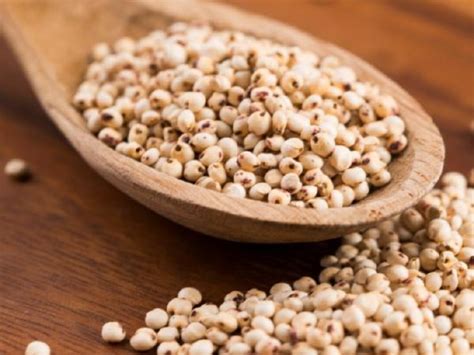 White Sorghum Manufacturer Supplier Exporter