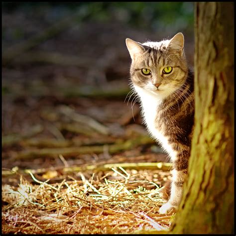 Pussy Cat By Antiplod On Deviantart