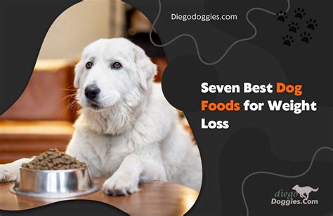 Seven Best Dog Foods for Weight Loss