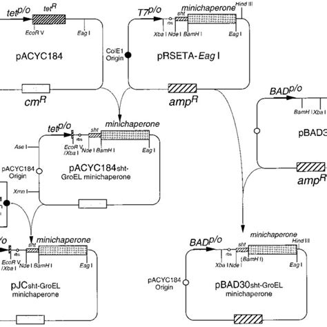 Schematic Representation Of The Plasmid Construction And Organization