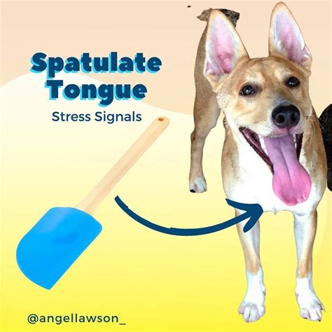 Pin on Dog stress and stress related behaviors