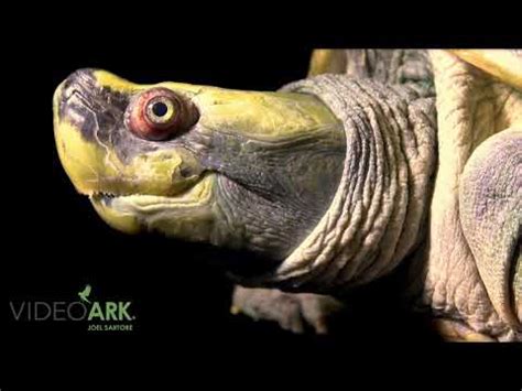 A Critically Endangered Male Burmese Roofed Turtle Batagur Trivittata