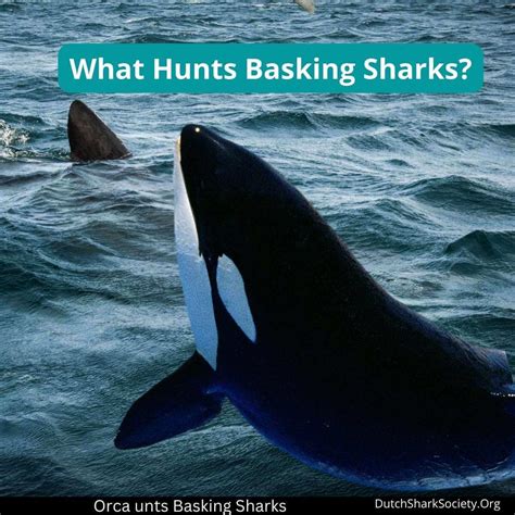 Basking Sharks Facts & Information Guide - Dutch Shark Society