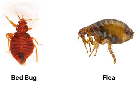 Bed Bugs Bite Vs Flea Bite Whats The Difference Pest Control Gurus