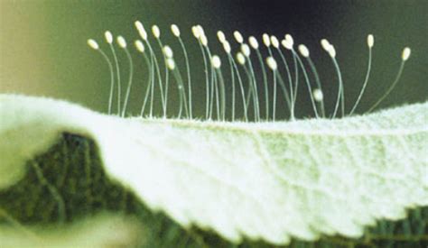 Green lacewing - Integrated Pest Management