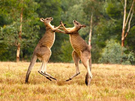 Гигантский кенгуру (лат. Macropus giganteus)