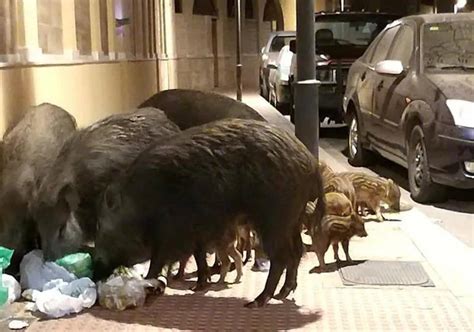 Pegan carteles y piden a los turistas que no alimenten a los jabalíes