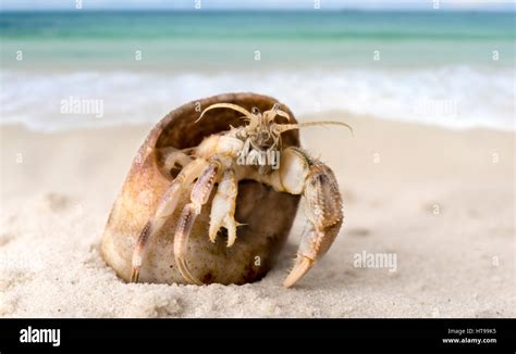 Wilder einsiedlerkrebs Fotos und Bildmaterial in hoher Auflösung Alamy