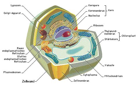 Biowissenschaften Kaiserslautern Die Pflanzenzelle Und Ihre Zellwand
