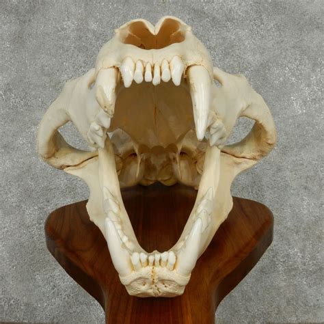 Lion Skull Google Search African Lion Lion Skull