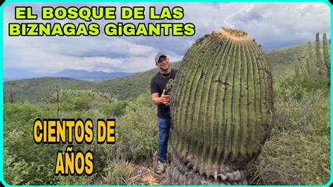 El Bosque de las Biznagas Gigantes Encontramos los cactus más enormes