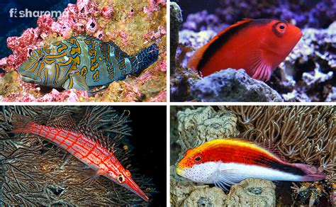 Hawkfish Care, Species Diet, Temperament, and Diseases