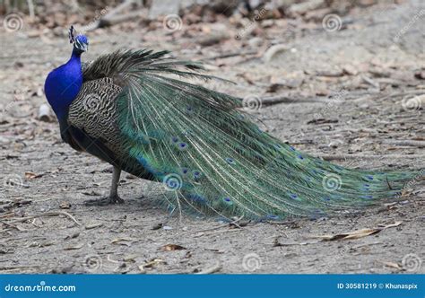 Indian Peacock Feather Royalty-Free Stock Photo | CartoonDealer.com ...