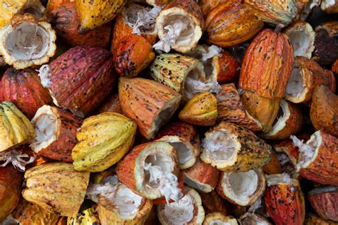 Cocoa Bean Pictures | Download Free Images on Unsplash