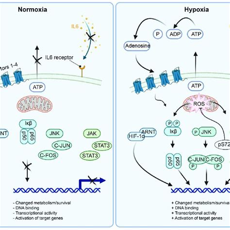 Schematics Of The Molecular Mechanisms Activating The Selected