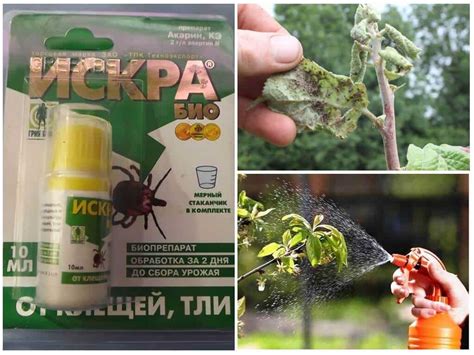 Искра Золотая от вредителей – инструкция по использованию средства