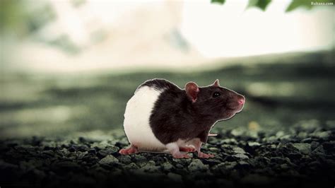 Rat Wallpapers - Wallpaper Cave