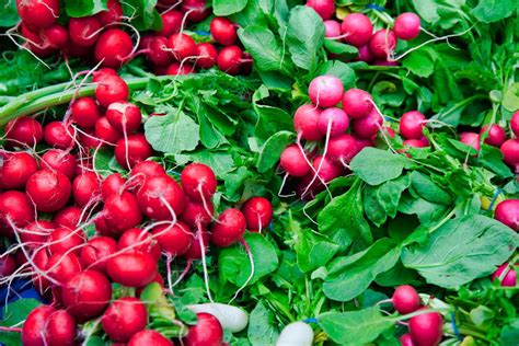 Are Radish Greens Edible?