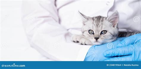 Bannière Médecin Vétérinaire Avec Petit Chaton écossais Gris Dans Ses