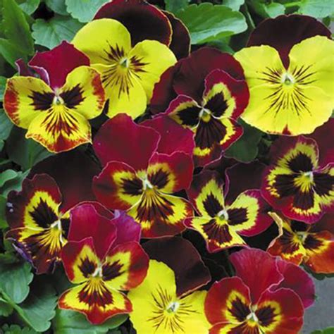 Pansy Autumn Blaze