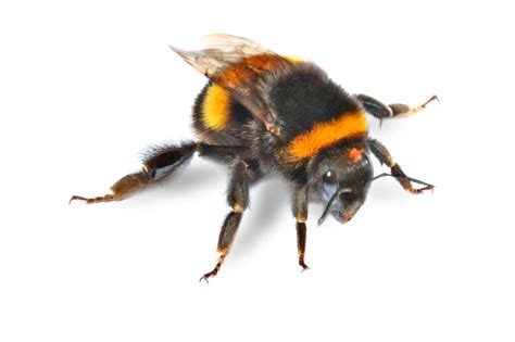 Dumbfounding Facts About Bumblebees