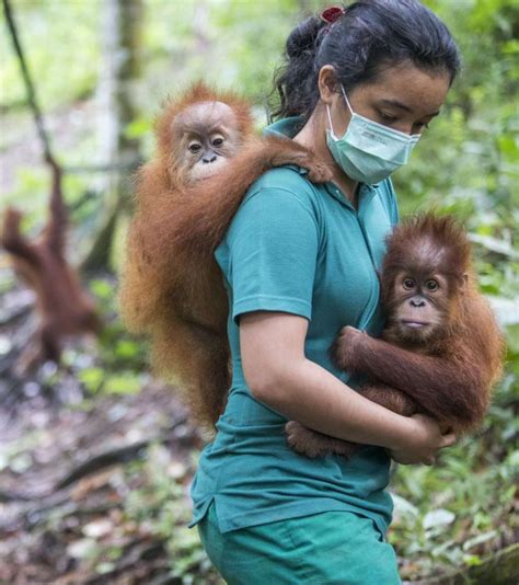 Home - SOCP - Sumatran Orangutan Conservation Programme