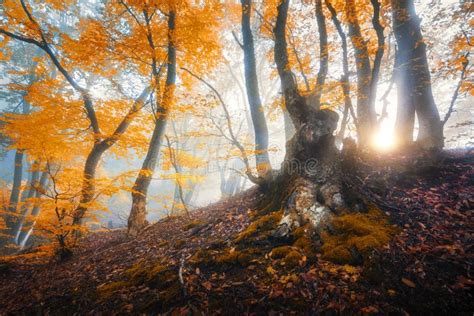 Magisk Skog Med Banan Till Ljuset Fotografering F R Bildbyr Er Bild