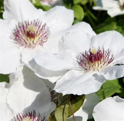 Clematis Boulevard Ninon Perennial Climber Plant Pack X1 South