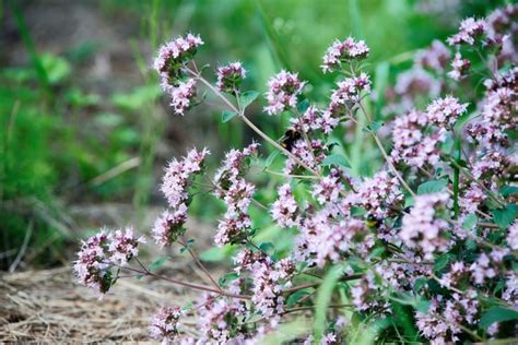 Ornamental Oregano Grow Your Flowers