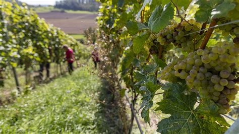 Weinbilanz Durchschnittliche Ertr Ge In Deutschen Anbaugebieten