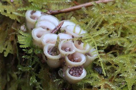 Hoh Rainforest Birds Nest : r/mycology